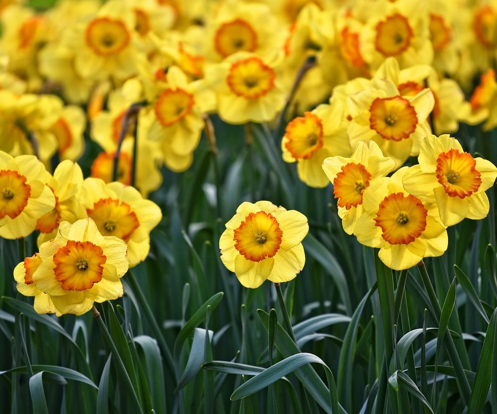 Many daffodils with light yellow petals and orange trumpets