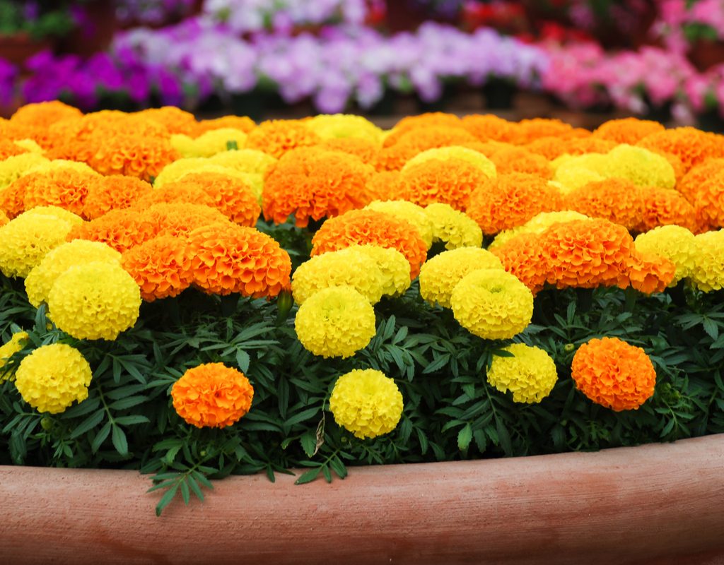 Potted marigolds