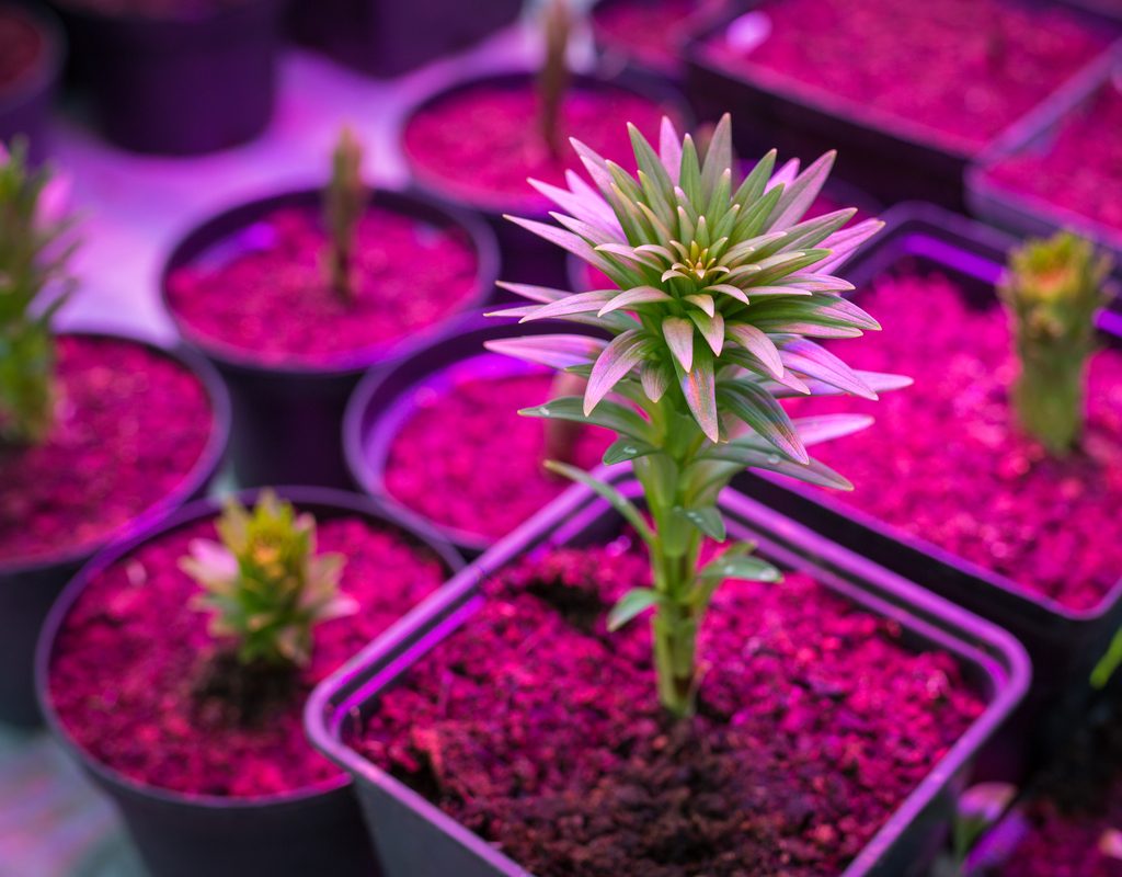 Nursery pots under grow lights