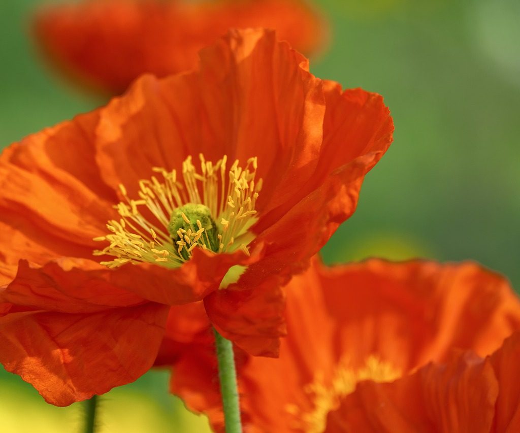 A couple orange poppies