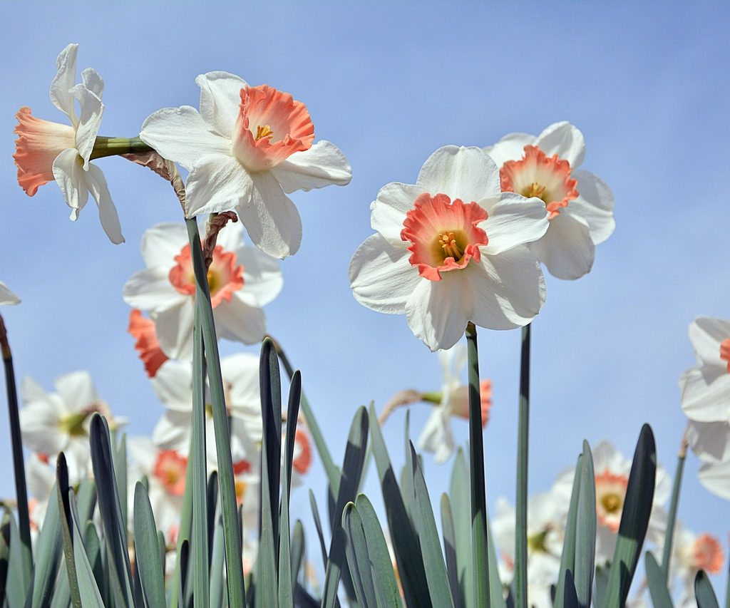 Pink Charm daffodils, with white petals and a pink ring around the end of their trumpets, against a pale blue sky