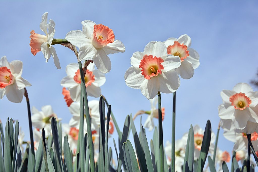 Pink Charm daffodils against a pale blue sky
