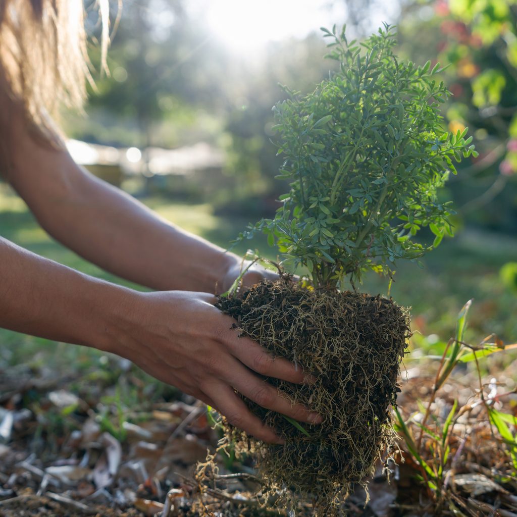 Person planting a tree