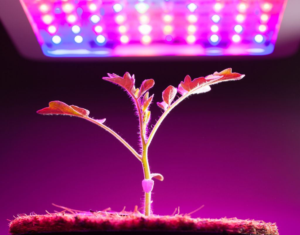 A small plant under a grow light