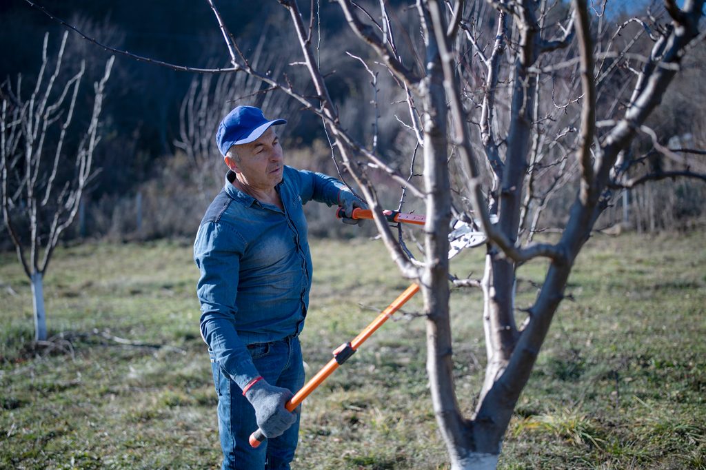 Pruning a tree with loppers