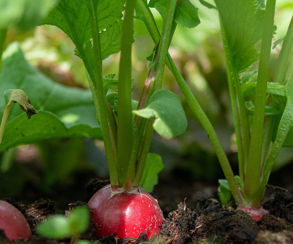 A row of radishes growing in the ground