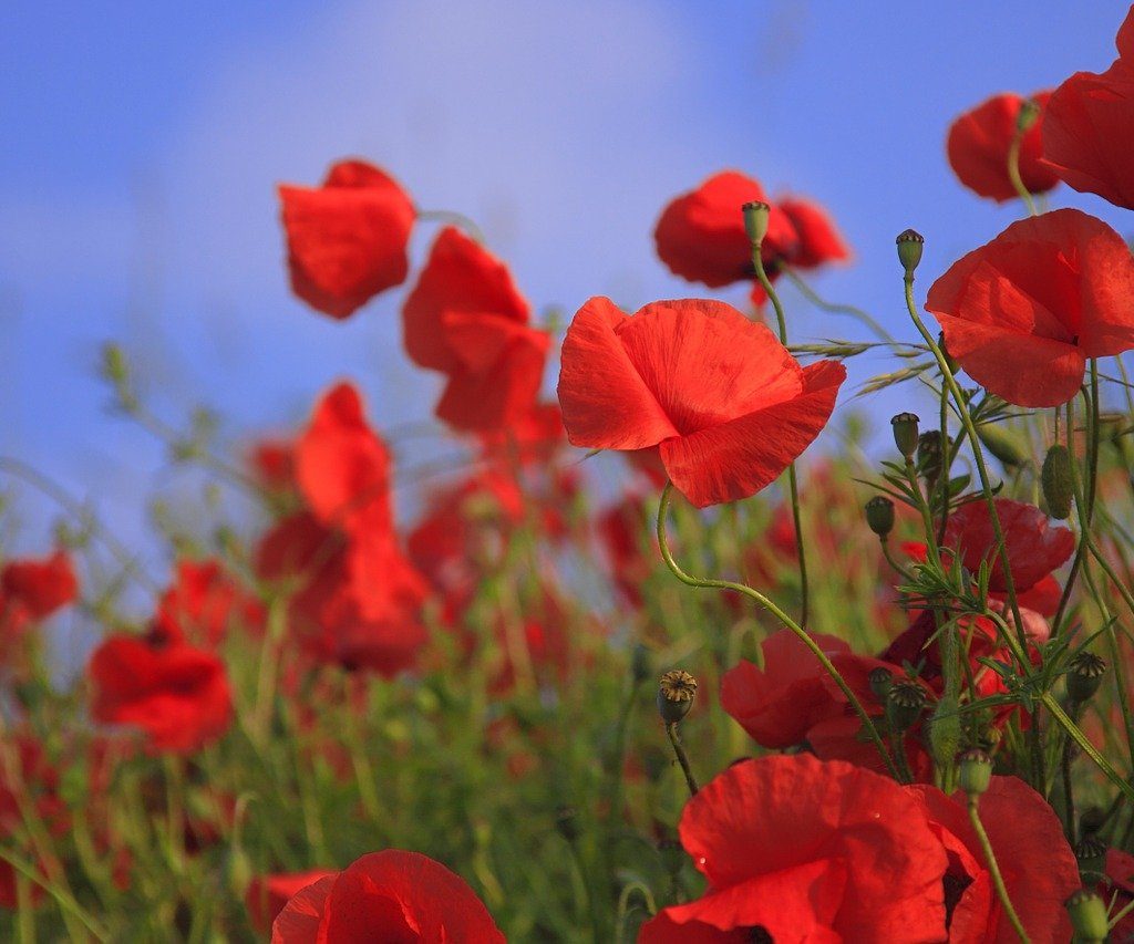 A field of red poppies