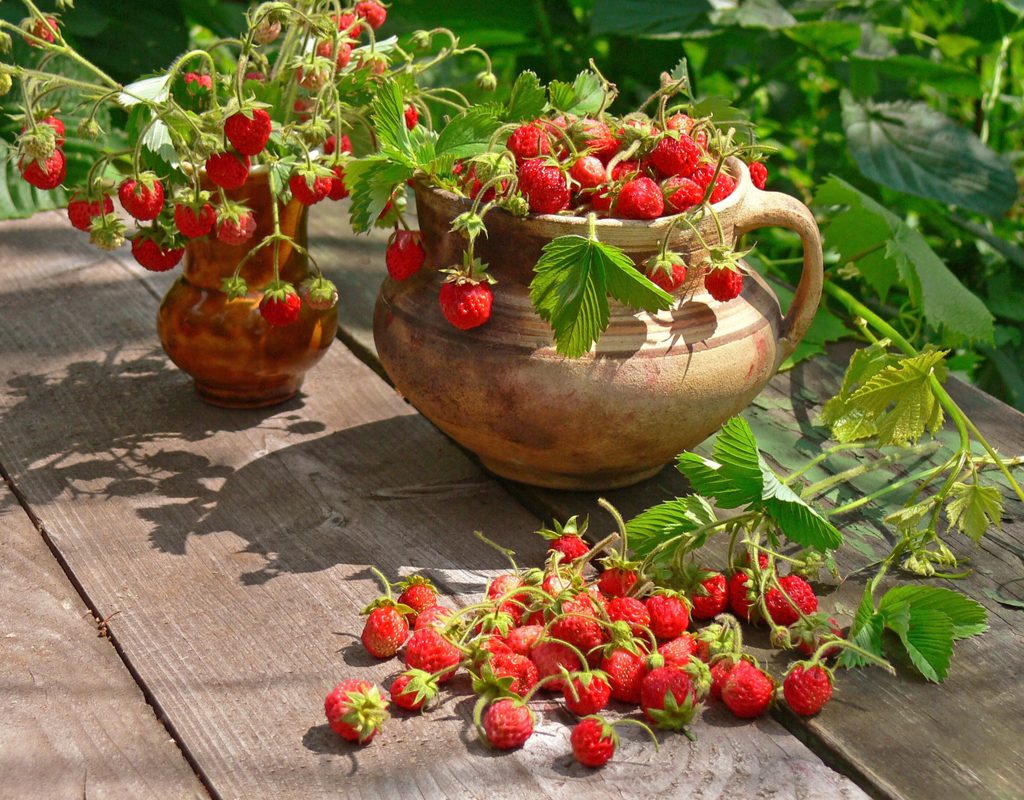 Strawberries potted in unique containers