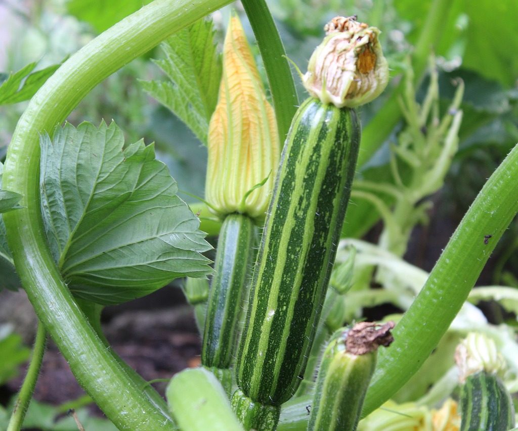 A striped zucchini growing on the vine