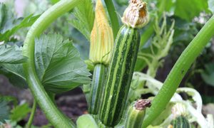 A striped zucchini growing on the vine