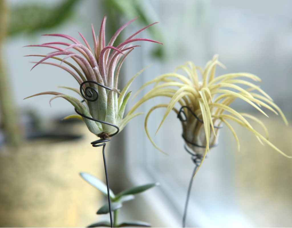 A display of Tillandsia air plants