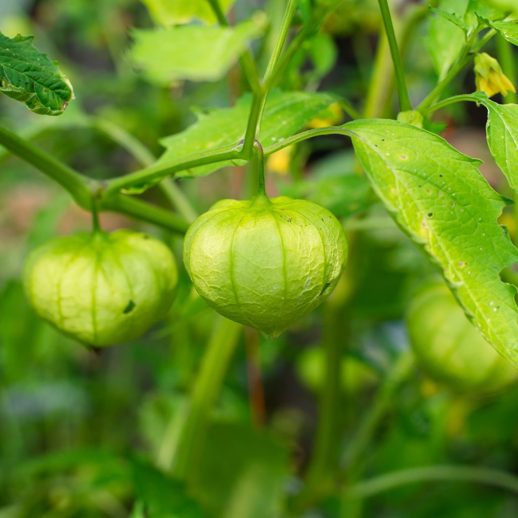 Tomatillo plant
