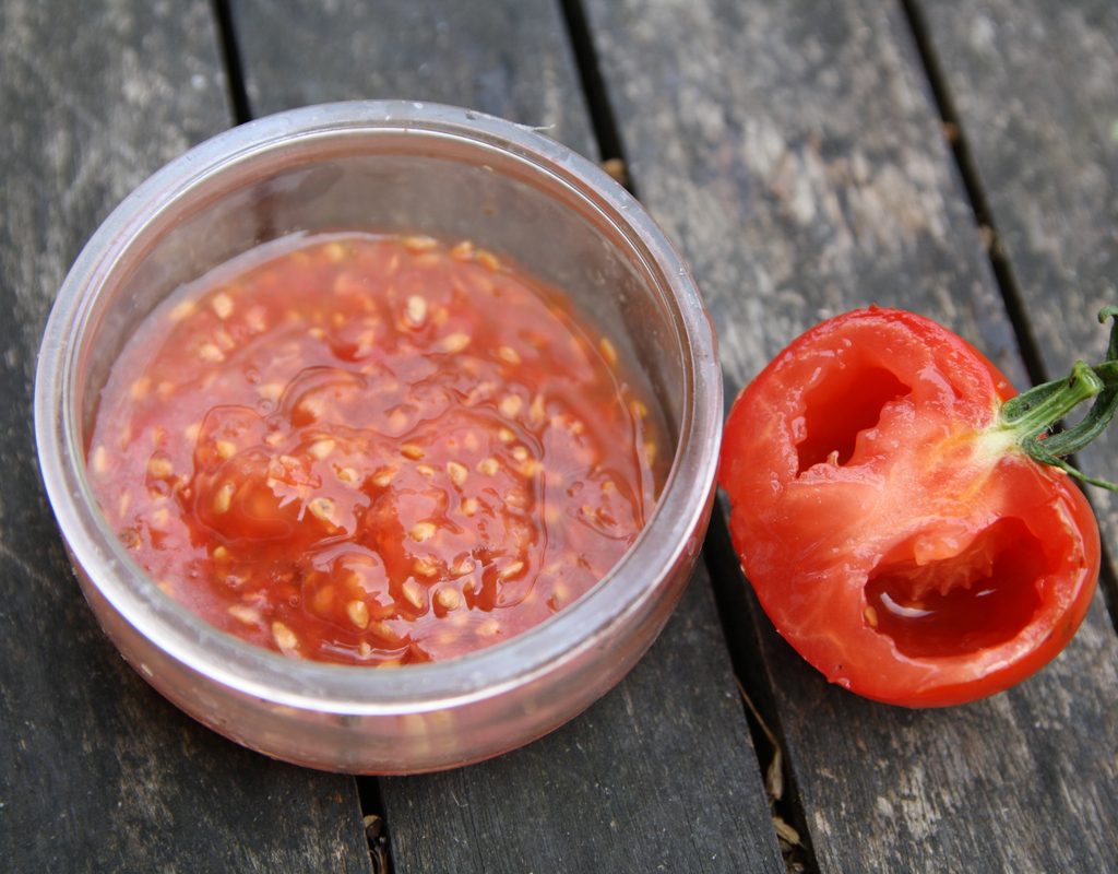 Tomato juice and seeds in a bowl next to a harvested tomato