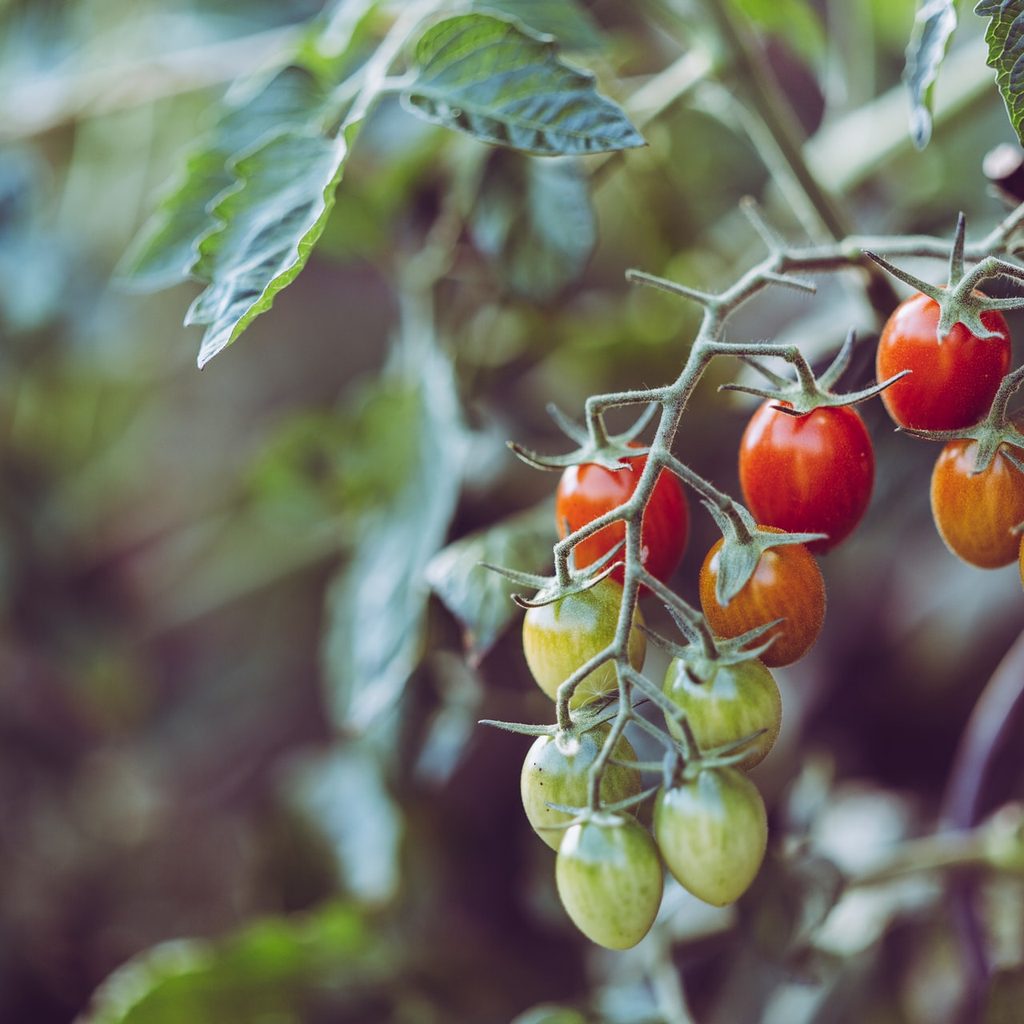 Tomatoes on a vine