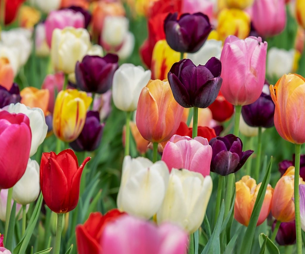 A tulip field with many colors of tulips