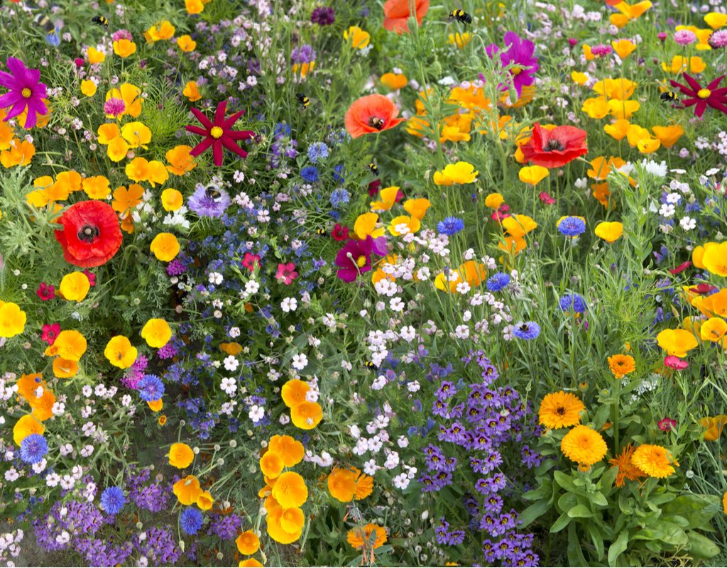 A garden full of many different kinds of wildflowers in all colors