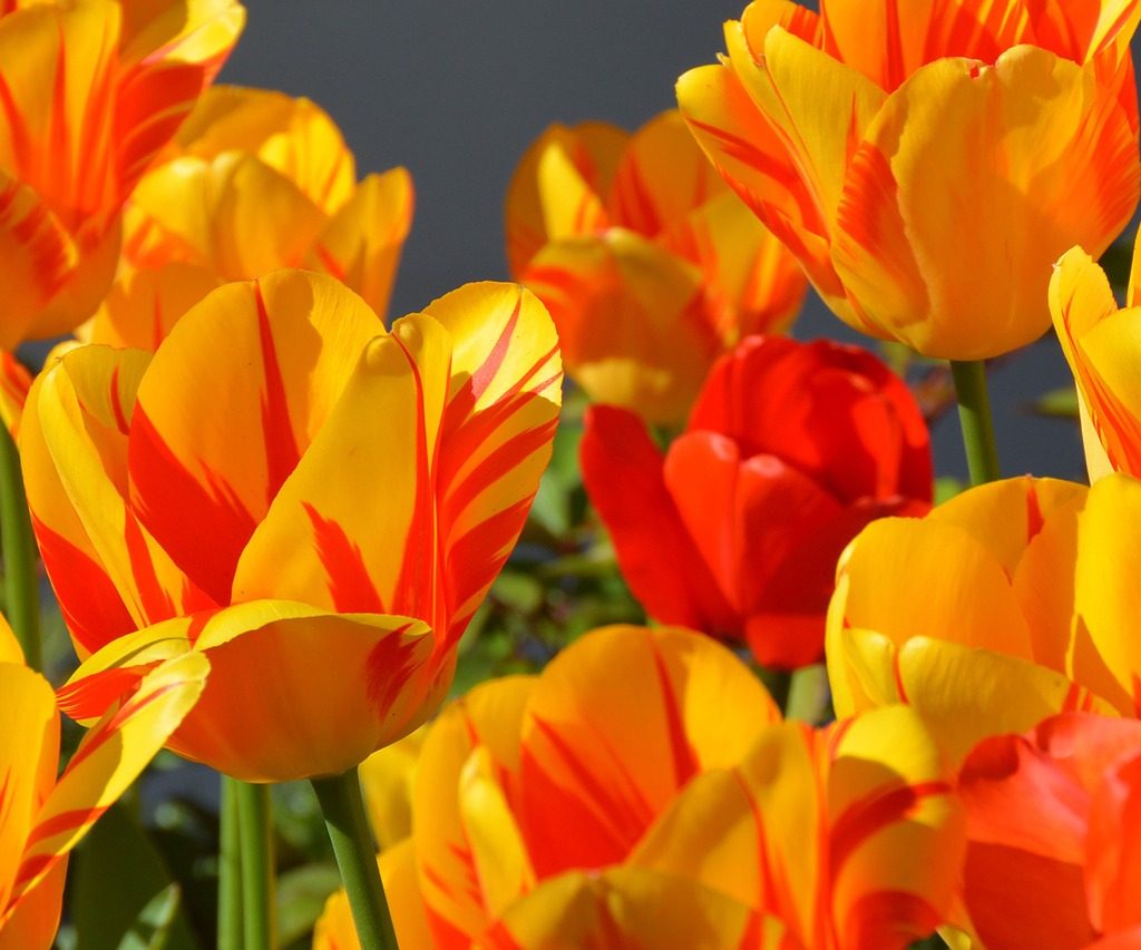 Yellow tulips with orange stripes