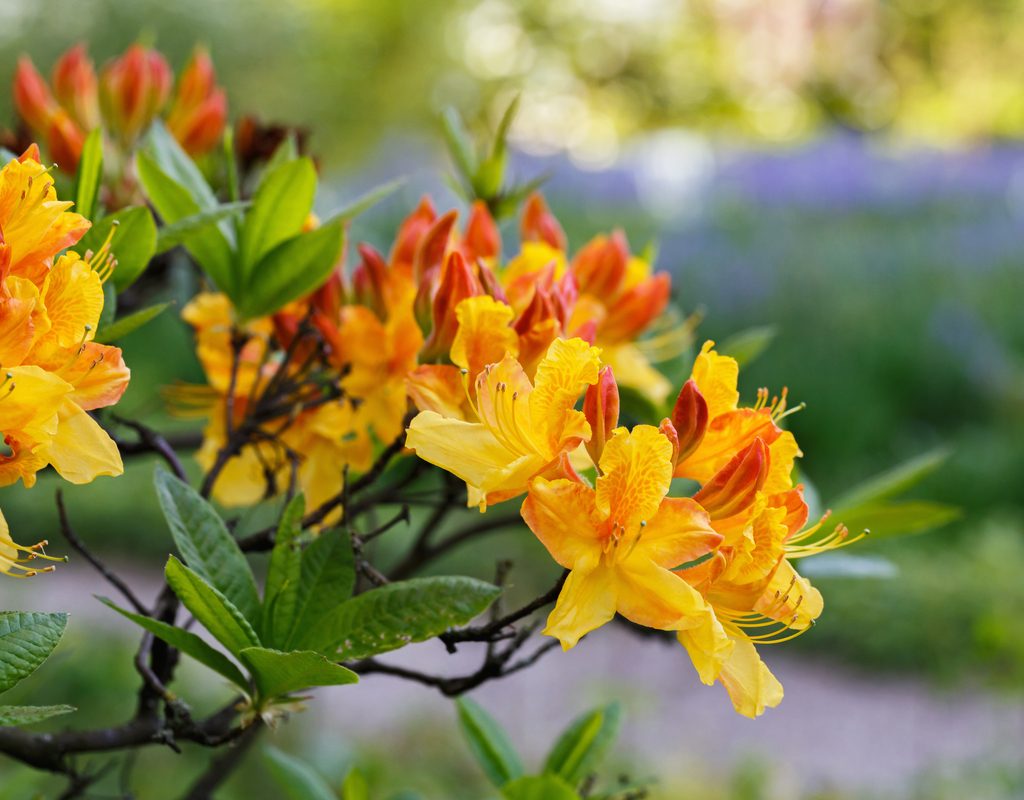Yellow azalea flowers