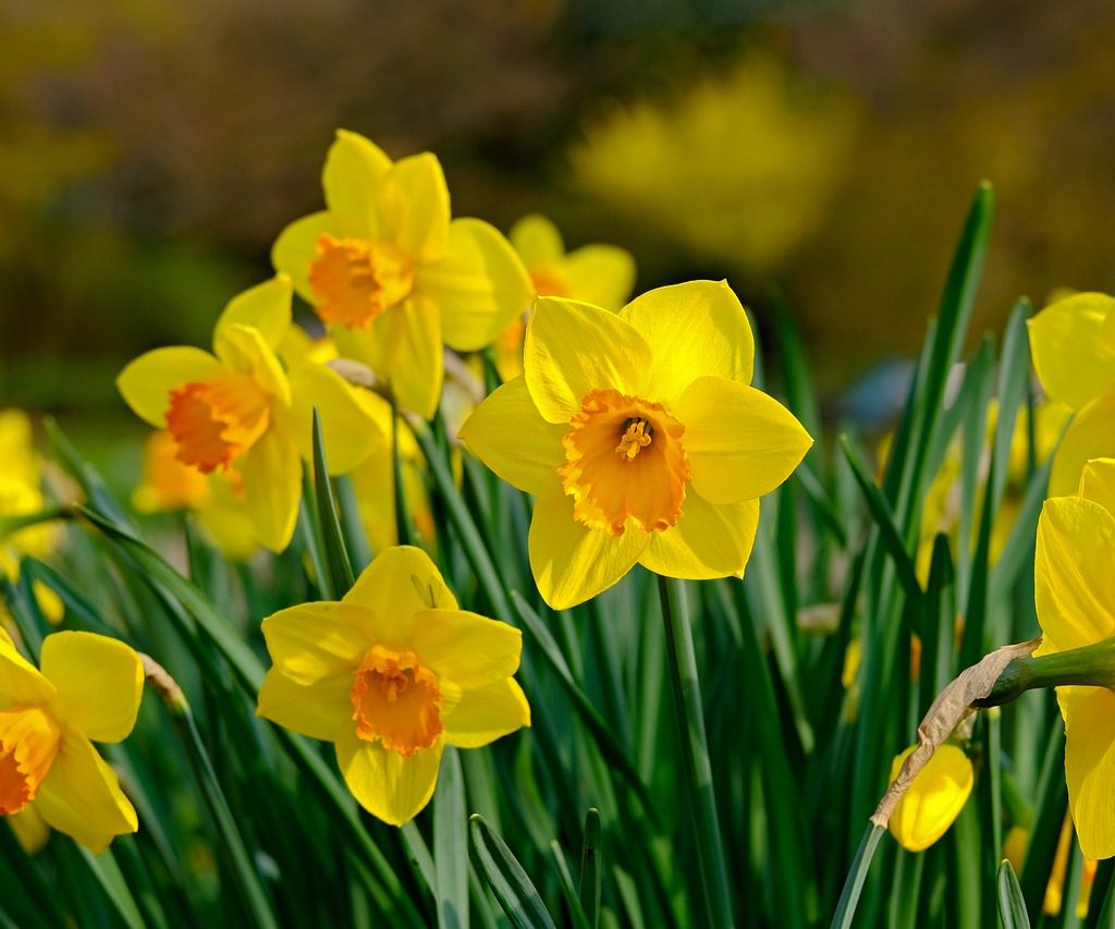 A group of yellow daffodils