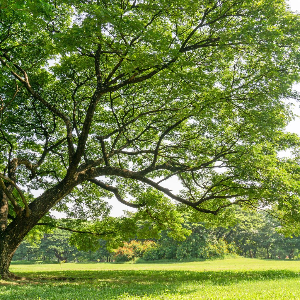 Large shade tree in a big yard