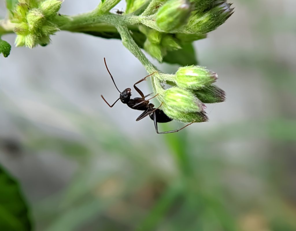 Ant on plant