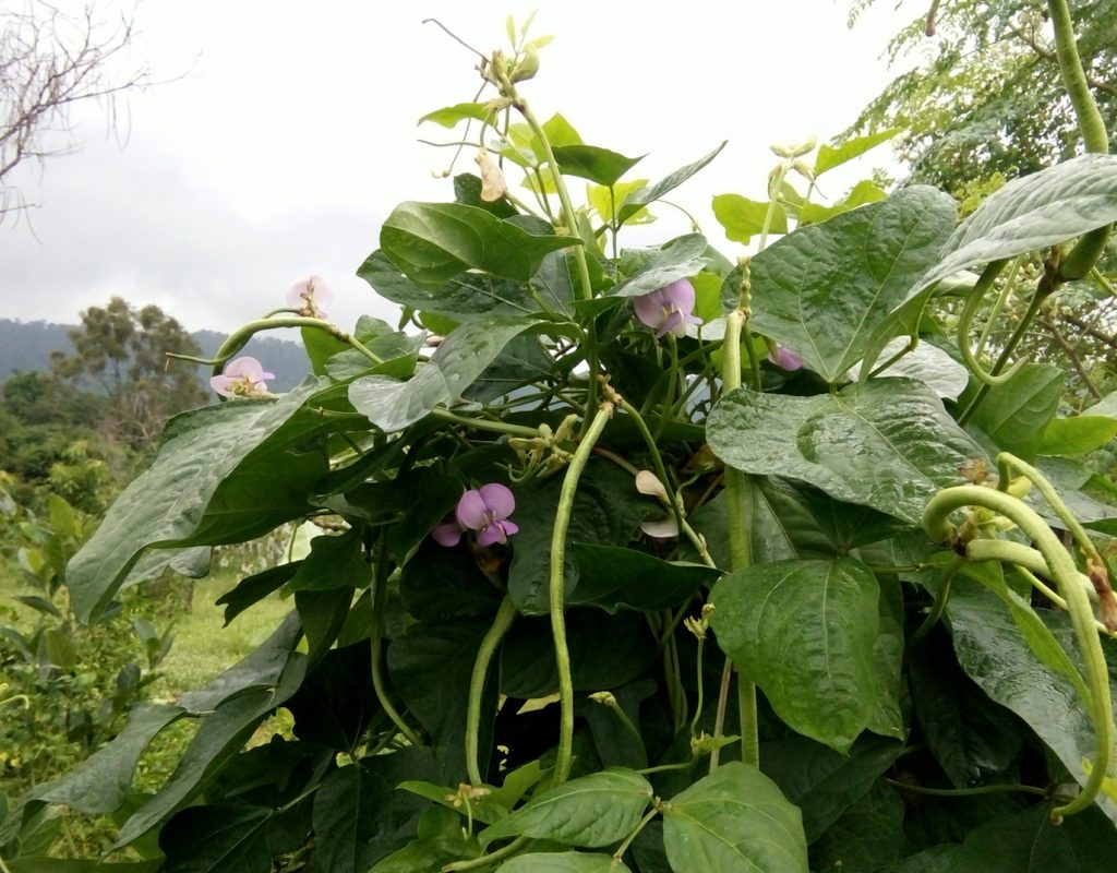 A single black-eyed pea plant with several green pea pods