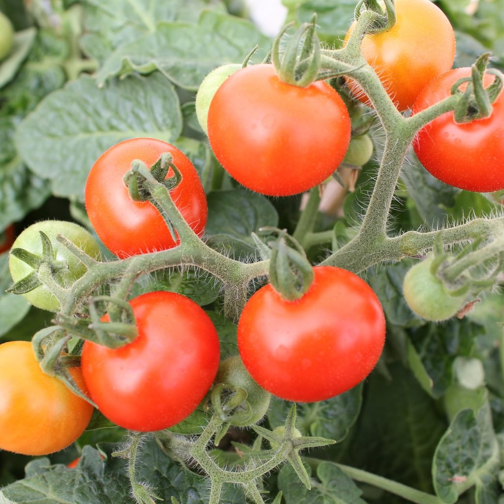 tomatoes on the vine