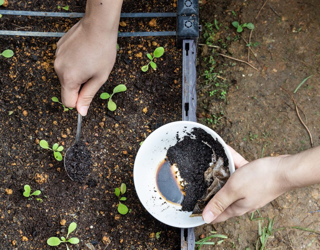 A person sprinkling coffee grounds over several seedlings