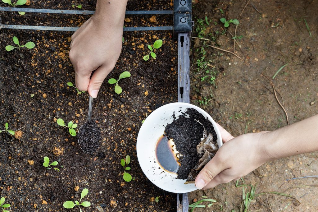 A person sprinkling coffee grounds over several seedlings