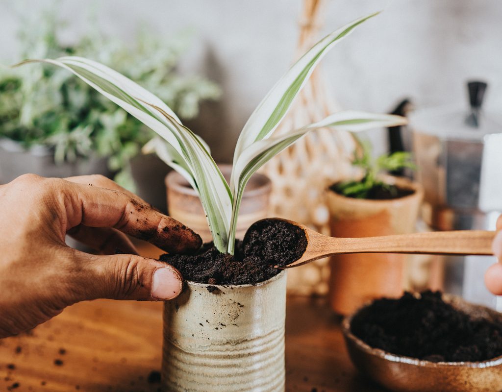 A plant growing in a tin can and a person carefully scooping coffee grounds into the can