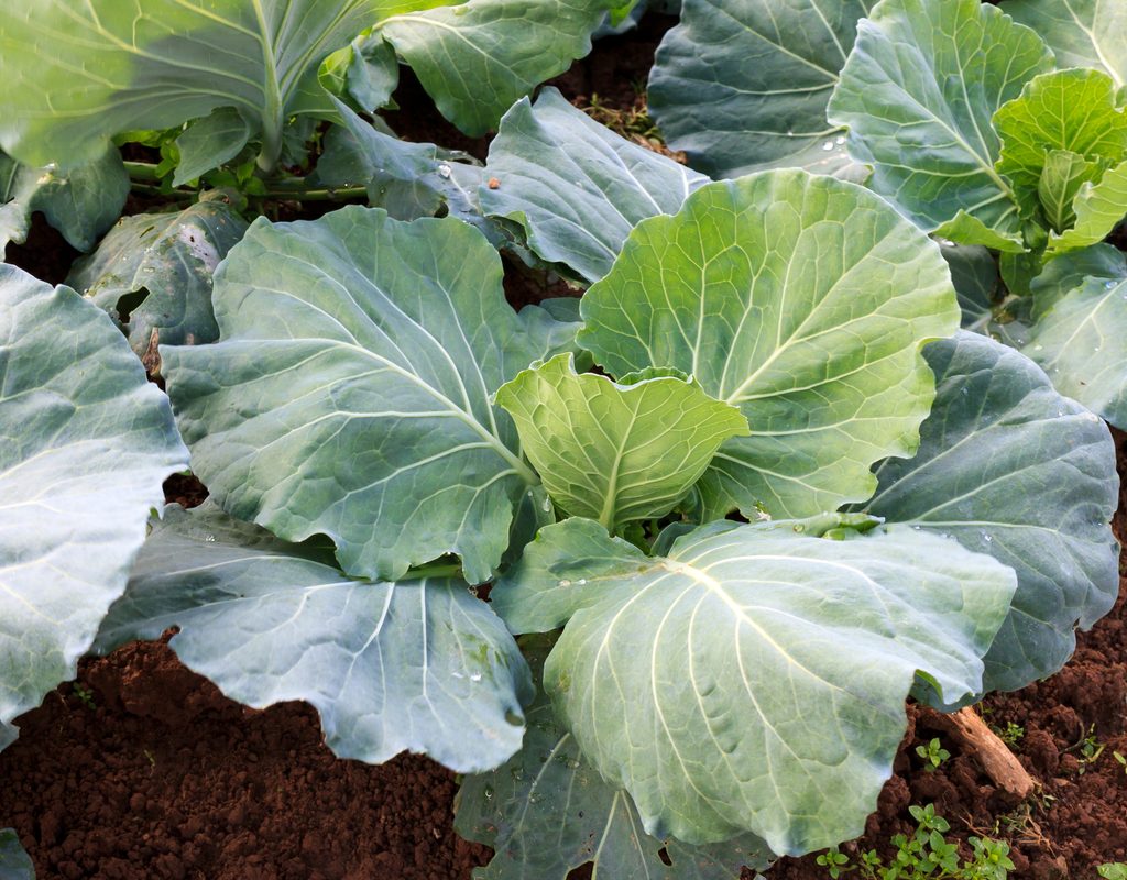 Several collard plants growing together