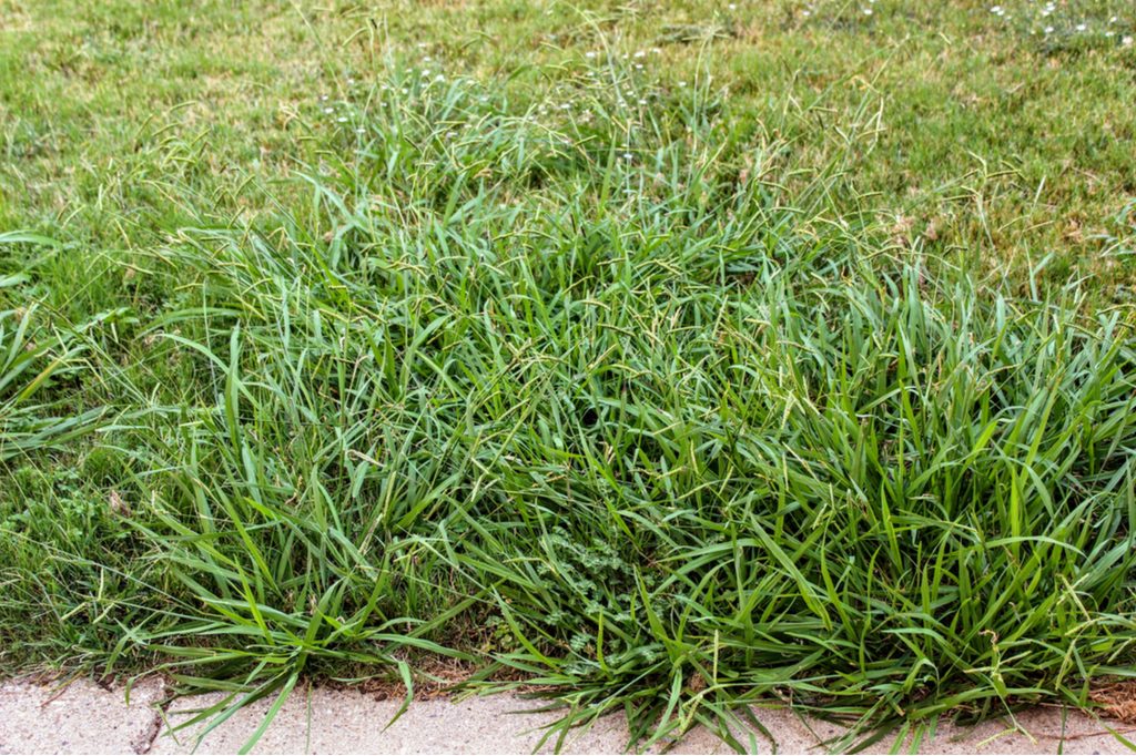 A patch of crabgrass