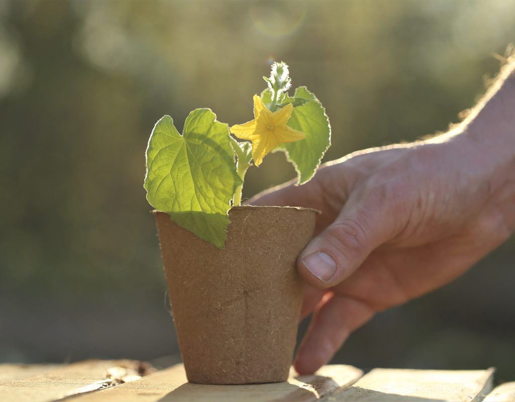 A cucumber seedling sitting on a sunny picnic table