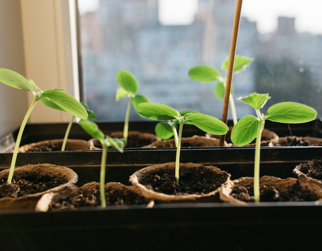 A tray of cucumber seedlings sitting in a window
