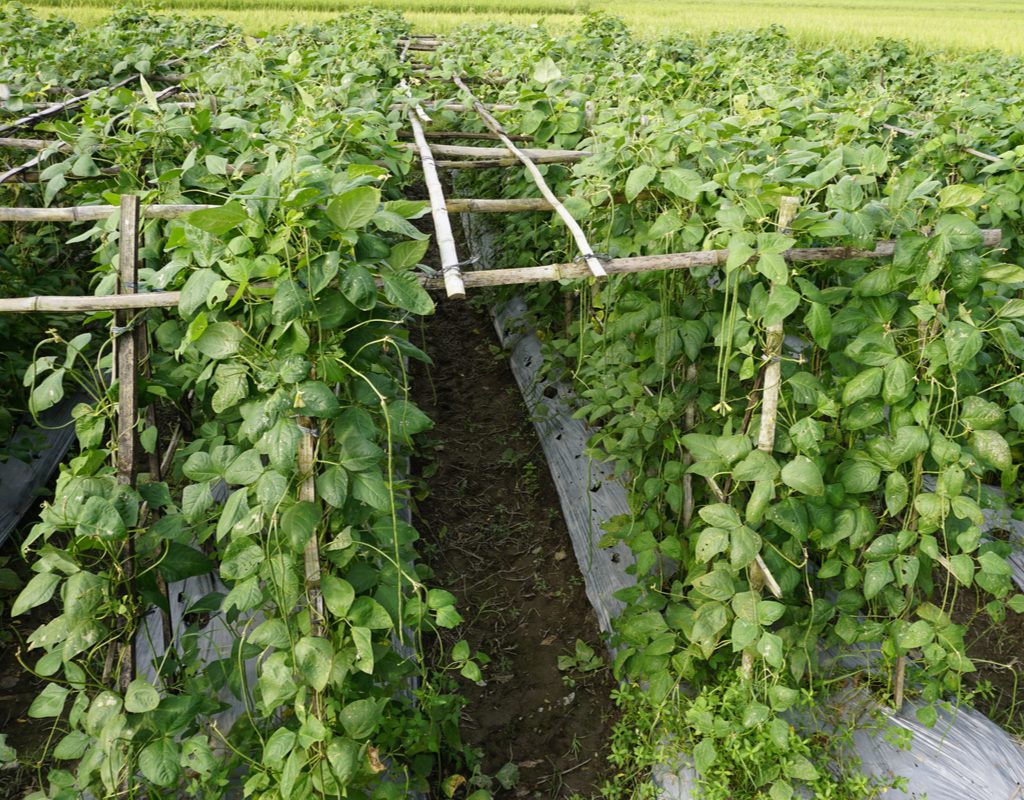 Many black-eyed pea plants growing on a grid-like trellis