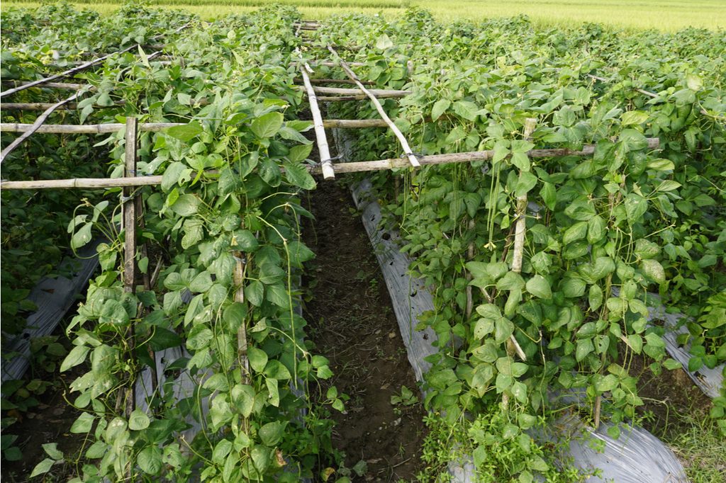 Many black-eyed pea plants growing on a grid-like trellis