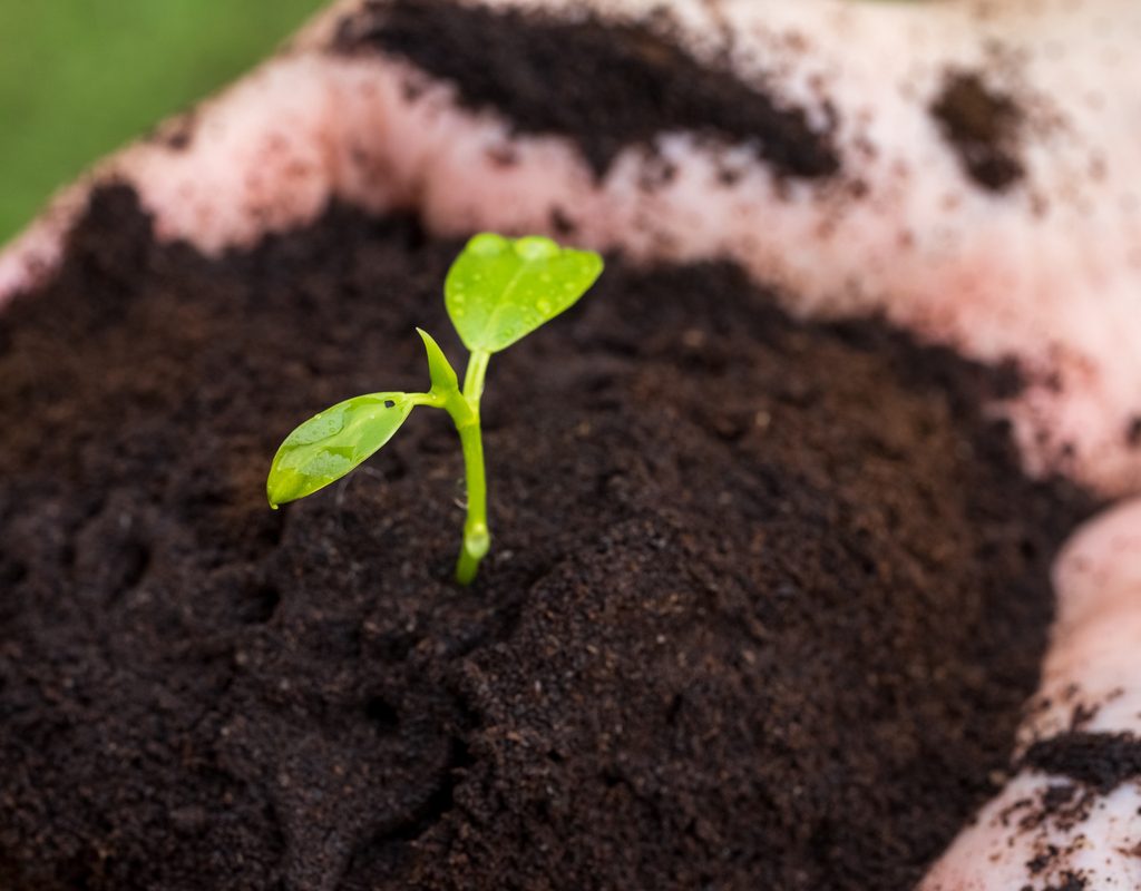 A close-up of a person's cupped hand, full of coffee grounds with a small plant growing in it