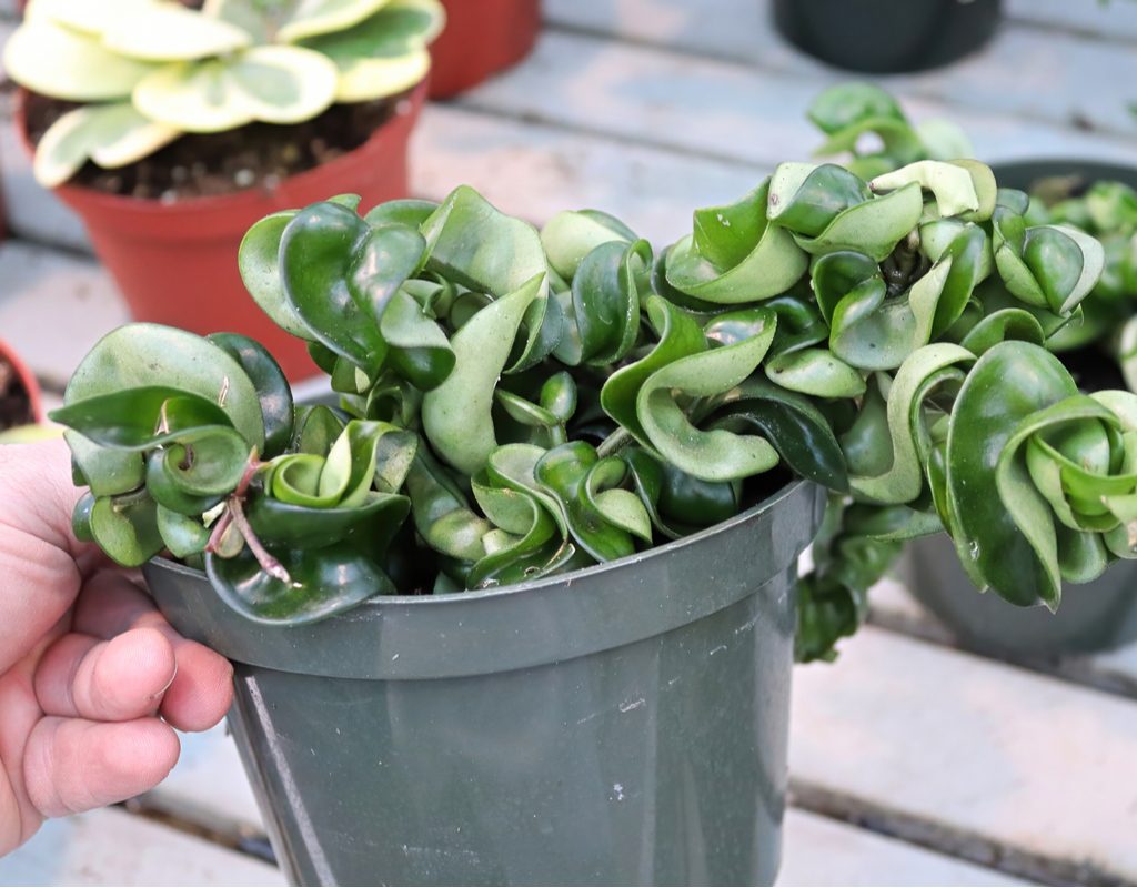 Hoya carnosa compacta