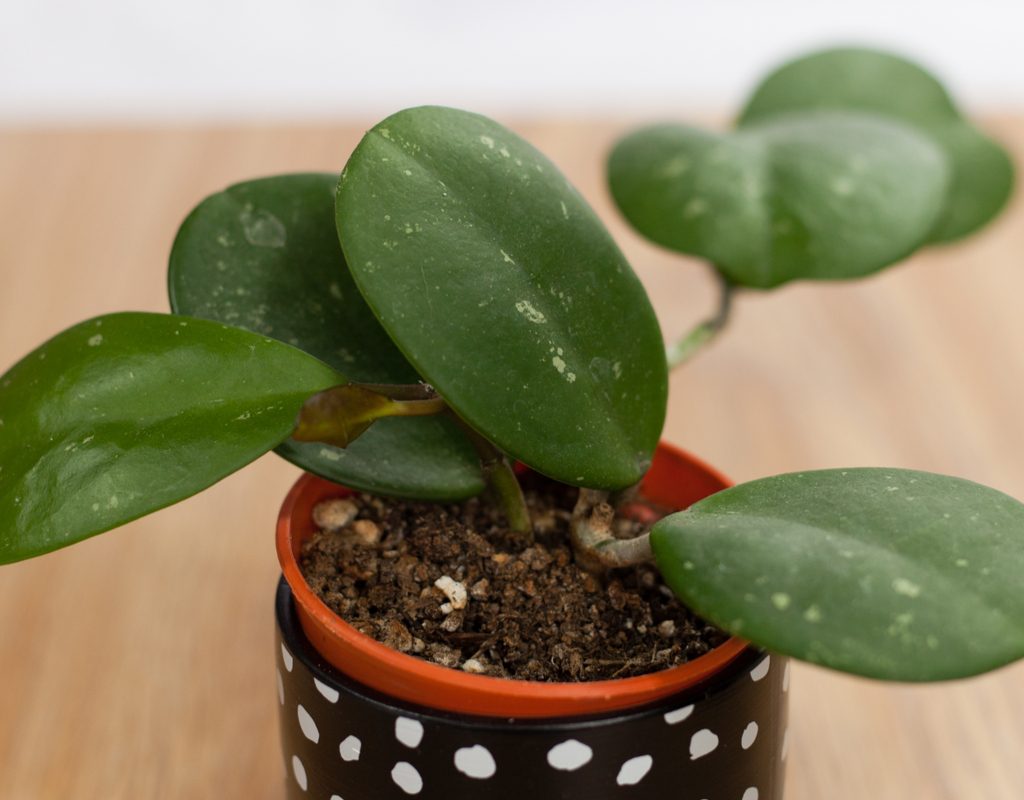 Hoya obovata leaves