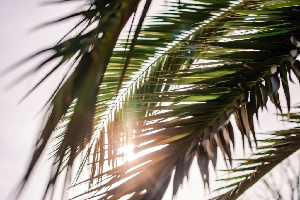 palm leaves