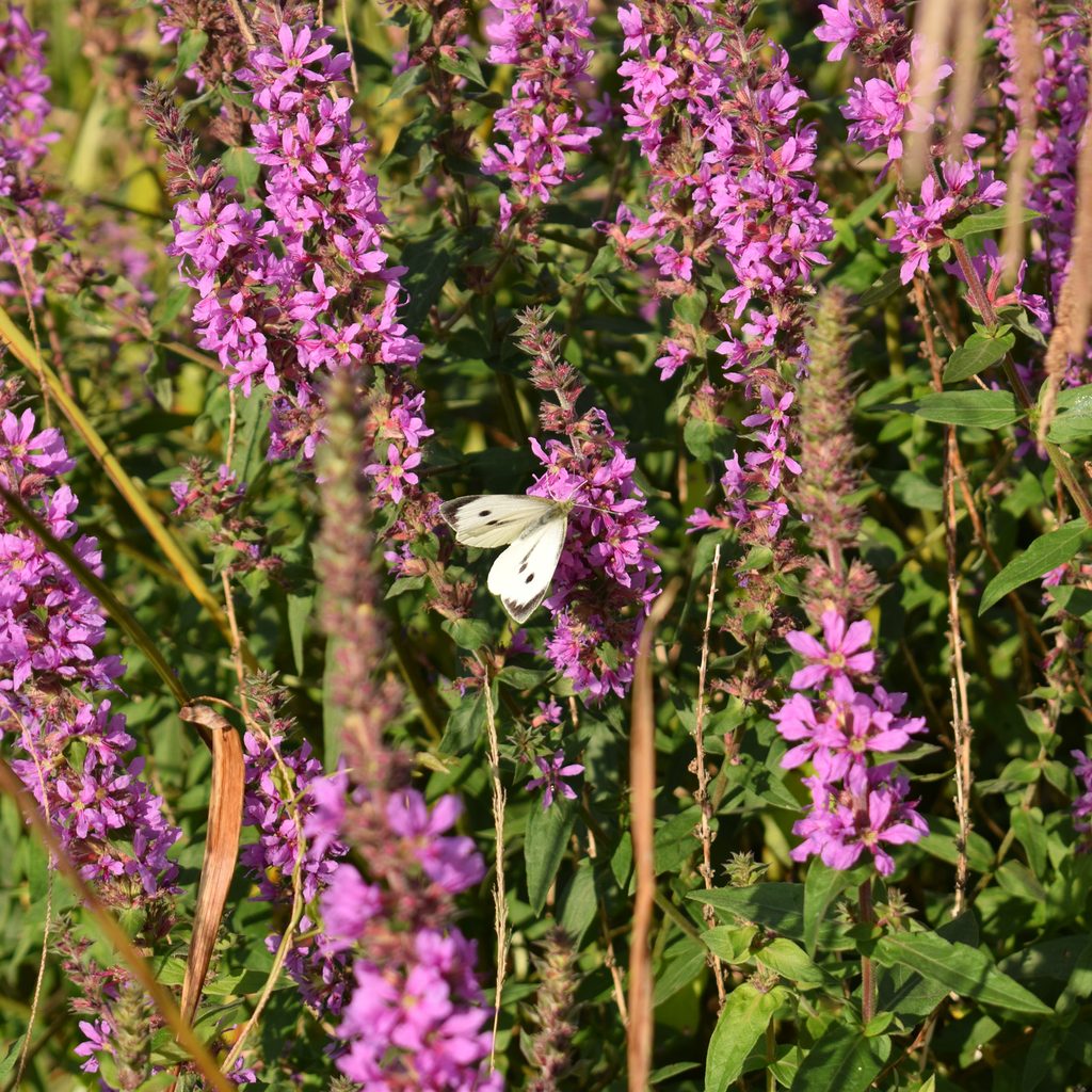 Amorpha canescens with a Pieris brassicae
