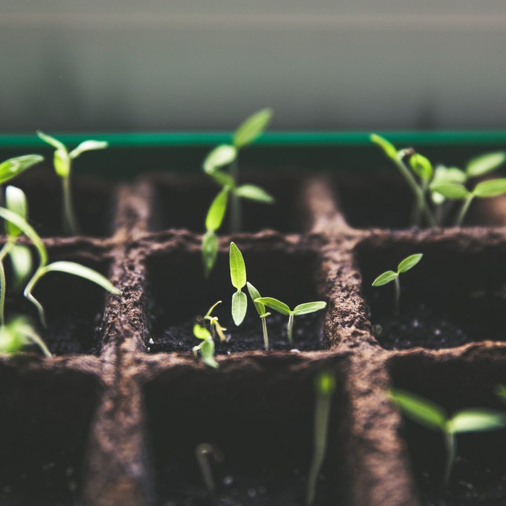 Tomato seedlings