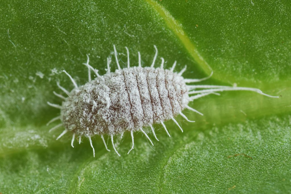 A gray mealybug on a leaf