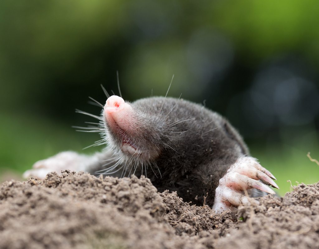 A mole in a tunnel exit