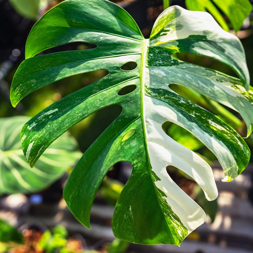 Monstera variegata