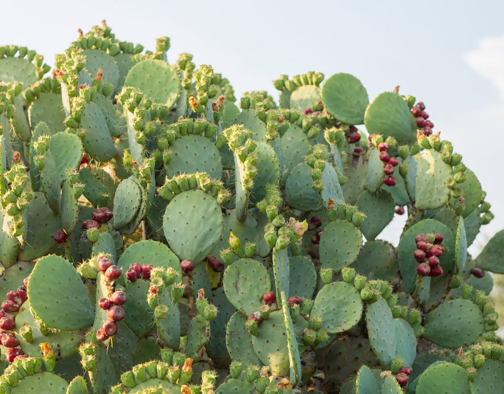 An Opuntia stricta cactus