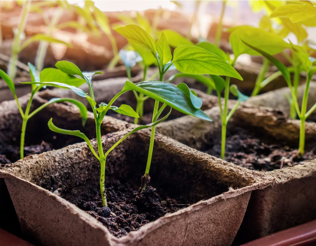 A tray of pepper seedlings in biodegradable pots