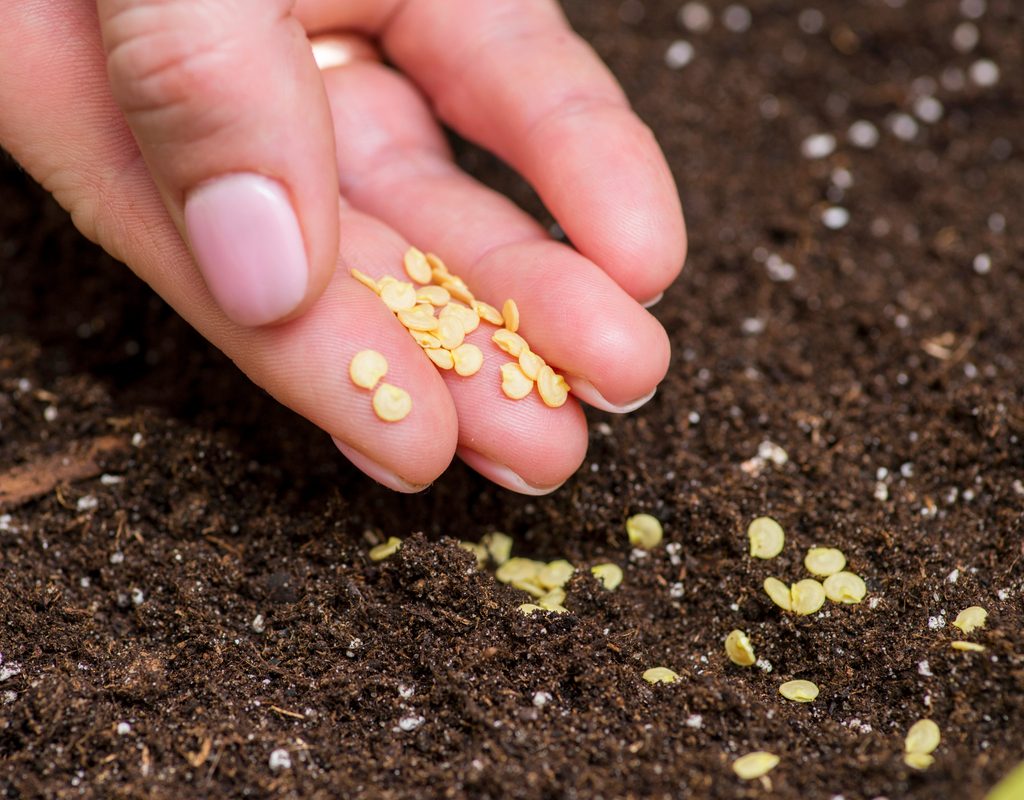 A hand placing pepper seeds in soil