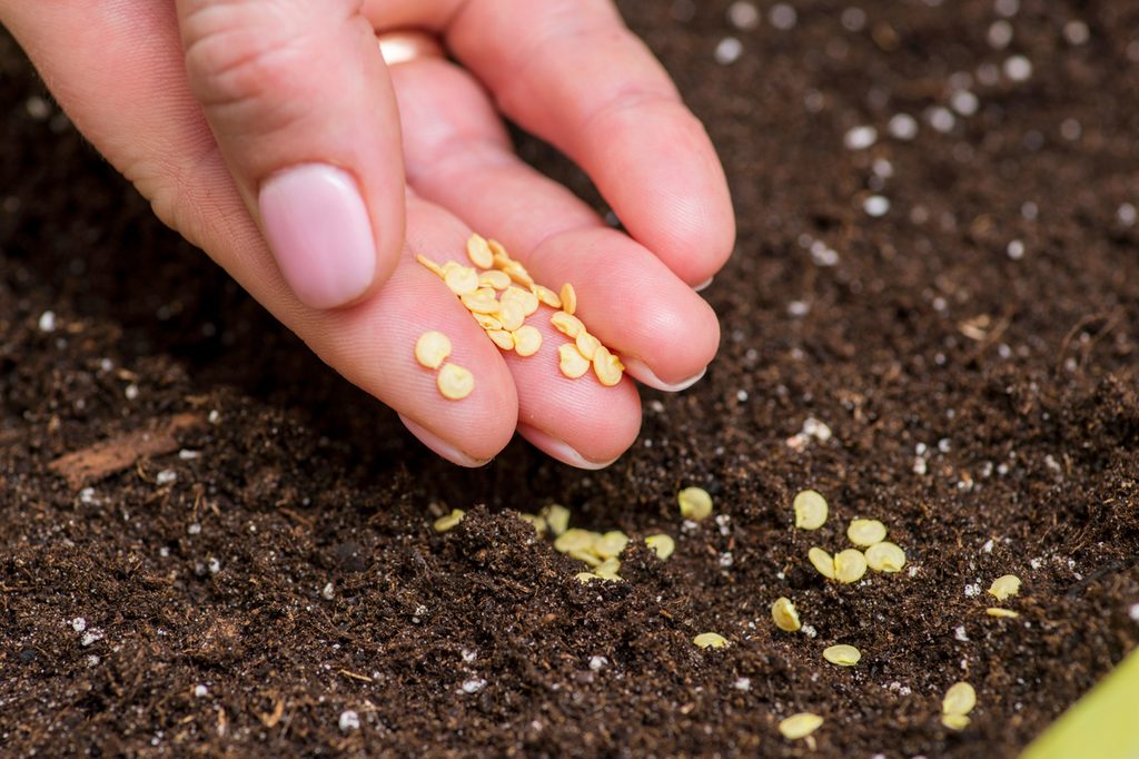 A hand placing seeds in soil