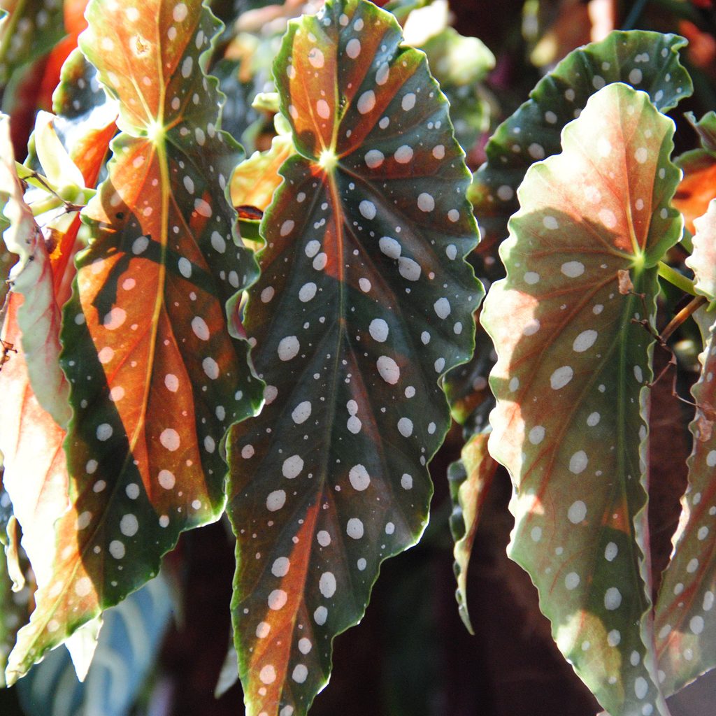 Polka dot begonia